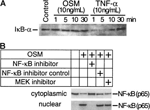 Fig. 6. Assessment of IκB-α and NF-κB protein levels. / (A) Total cellular proteins from SMC cultures treated for 1 to 30 minutes with OSM (10 ng/mL) and TNF-α (10 ng/mL) were separated on a 4% to 12% Bis-tris gradient gel and transferred to a PVDF membrane. IκB-α was visualized by incubating the filters with a polyclonal antibody to IκB-α. (B) SMC cultures were stimulated with OSM in the presence or absence of U0126, NF-κB inhibitor peptide, or NF-κB control peptide. Cytoplasmic and nuclear NF-κB were isolated as described in “Materials and methods.” NF-κB was visualized by incubating the filters with a monoclonal antibody to NF-κB. Experiments were repeated twice.
