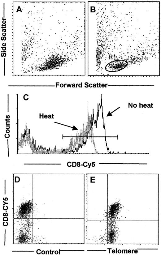 Fig. 1. Standardization of the 2-color flow-FISH technique. / The effect of heating on FSC and SSC profiles was investigated. Control PBMCs were fixed with 2% paraformaldehyde and analyzed before (A) and after (B) heating at 80°C for 10 minutes. Gates for telomere analysis were determined by the addition of propidium iodide for the exclusion of cell debris from dead/dying cells, and also doublets and blastoid cells (data not shown). Cells within the R1 gate were stained with anti-CD8 coupled to Cy5, fixed, and analyzed before and after heating to 80°C (C). Although the MFI for CD8-Cy5 decreased from 167 for the control to 78 in the heated sample, percentage of CD8+ T cells was relatively unaffected by the heating protocol (23.6% before, 19% after). PBMCs were stained with anti-CD8 biotin followed by streptavidin-Cy5. Cells were then fixed and permeabilized and processed for flow-FISH as described in “Patients, materials, and methods” with either the control X-chromosome FITC PNA probe (D) or the FITC-labeled PNA telomeric probe (E).