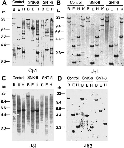 Fig. 5. Southern blot analysis. / Southern blot analysis shows no rearrangements of TCR genes in SNK-6 and rearrangements of the β-, γ-, and δ-chain genes in SNT-8. Panels show hybridization with the following probes: (A) the Cβ1 probe, (B) the Jγ1 probe, (C) the Jδ1 probe, (D) the Jδ3 probe. Human placenta DNA was used as a germline control. The letters above the pictures are BamHI (B), EcoRI (E),HindIII (H), and KpnI (K) digest. Note that the rearrangements of the γ-chain gene in SNT-8 cannot be detected by the BamHI, EcoRI, orHindIII digest. The lack of a 5-kb HindIII band hybridizing with the Jγ1 probe in SNT-8 is due to a polymorphism for a HindIII cleavage site.41