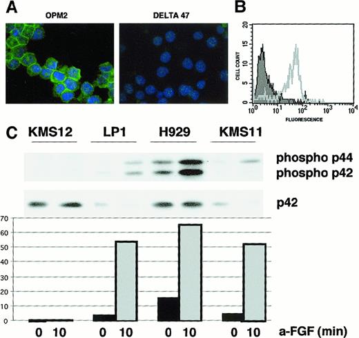 Fig. 1. A functional FGFR3 is ectopically expressed in t(4;14) myeloma cells. / (A) Delta-47, with no t(4;14) translocation, and OPM2 cells, with a t(4;14) translocation, have been stained by indirect immunofluorescence using rabbit polyclonal anti-FGFR3 primary antibody and goat antirabbit IgG FITC-conjugated secondary antibody (green signal), both at 1:200 dilution. Cell nuclei have been counterstained with DAPI (blue signal). (B) Flow cytometric analysis of nonpermeabilized OPM2 cells was performed on staining with anti-FGFR3 antibodies (gray line) or rabbit preimmune serum control (black curve), followed by secondary FITC-conjugated goat antirabbit IgG. Results shown represent fluorescent cells after gating on live cells. (C) aFGF induces ERK1 and ERK2 phosphorylation in MM cells expressing FGFR3. MM cells with no (KMS12) or with (LP1, KMS11, H929) t(4;14) translocation were starved for 48 hours and then stimulated for 10 minutes with 10 ng/mL aFGF in the presence of 10 μg/mL heparin. Cell lysates were analyzed by Western blot using anti–phospho-p42/p44 MAPK antibody. As loading control, the same blot was stripped and reprobed with anti-p42 MAPK antibody. The intensity of each phospho-MAPK band was measured and normalized against the p42 loading control, and the fold induction of phospho-MAPK was calculated as shown in the graph.