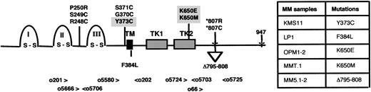 Fig. 2. FGFR3 activating mutations in TD and MM. / Schematic representation of FGFR3 receptor, with the 3 Ig-like domains (I, II, and III), the transmembrane (TM) domain, and the 2 tyrosine kinase (TK) domains. At the top of the diagram are shown the FGFR3 mutations reported in TD. Shaded are the mutations that we also identified in MM. At the bottom of the diagram are listed the mutations present uniquely in MM. Numbers indicate FGFR3 codons, and asterisks indicate stop codons. Arrowheads and smaller numbers indicate the oligonucleotides used in RT-PCR reactions to screen for mutations. The table summarizes all the FGFR3 mutations we found in MM.
