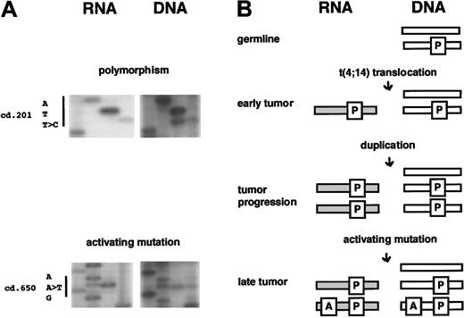 Fig. 3. FGFR3 activating mutations occur during tumor progression. / (A) MMT.1 DNA and cDNA sequence analysis showed a polymorphism (ATT > ATC) at cd 201 of FGFR3. Although wild-type and polymorphic alleles are present in the tumor cells, only the polymorphic one (ATC) is expressed. Additional sequence in another region of FGFR3 identified the presence of an activating mutation at cd 650 (AAG > ATG). Both wild-type and mutant alleles are expressed. (B) At the time of the t(4;14) translocation, the 2FGFR3 alleles are distinguishable for the presence of the polymorphism (P). None of them is expressed. The translocation involved the polymorphic allele, causing its dysregulated expression (indicated by the gray bar). During tumor progression duplication of the entire or a portion of the genome occurred, followed by the acquisition of the activating mutation (A) by one of the polymorphic, duplicated alleles, so that only half of the expressed allele has the activating mutation.