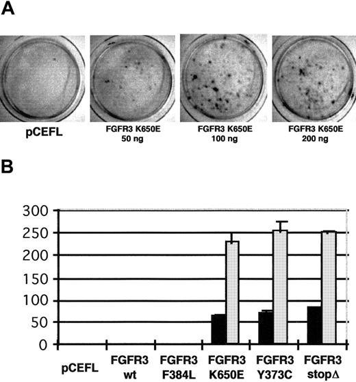 Fig. 4. Activated forms of FGFR3 identified in MM induce transformation in NIH 3T3 in a dose-dependent fashion. / (A) NIH 3T3 cells were transfected in triplicate with 200 ng empty vector (pCEFL) and with 50, 100, and 200 ng FGFR3 carrying the activating mutation K650E. Cellular foci were stained 12 days after transfection. (B) NIH 3T3 cells were transfected in triplicate with 0.1 μg (▪) and 1 μg () the indicated plasmids. Plates were scored for the presence of foci 12 to 14 days after transfection, after fixing and staining. We monitored the efficiency of transfection for each construct by counting the number of neomycin-resistant colonies on control plates.