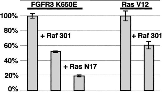 Fig. 6. FGFR3 transformation can be inhibited by Raf-301 and Ras-N17. / NIH 3T3 cells were transfected in triplicate with 200 ng FGFR3 or with 50 ng Ras V12, in the presence of 4× molar excess of pCEFL, Raf 301, or Ras N17. Twelve to 14 days after transfection, the number of foci was counted and the percentage of inhibition by Ras N-17 or Raf-301 on the focus formation was calculated.