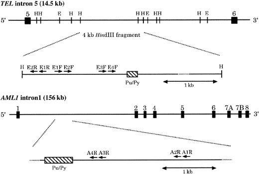 Fig. 1. Location of PCR primers in intron 5 of. / TEL and intron 1 of AML1.Arrows indicate the location and direction of primers used in this study. In TEL gene all primers were located within the 4.2-kb HindIII fragment of intron 5. E1F, E2F, and E3F were used for LM-PCR analysis and E3F, E4F, E1R, and E2R were used for inverse PCR analysis. In AML1 gene, 2 sets of primers for LM-PCR analysis (A1R, A2R, A3R, and A4R) were located within 2 kb of one long purine-pyrimidine repeat (about 55 kb downstream of exon 1) in intron 1. Numbered solid boxes indicate the exons of each gene. Hatched boxes (Pu/Py) represent alternative purine-pyrimidine tract located on each gene. H: HindIII, E: EcoRI.