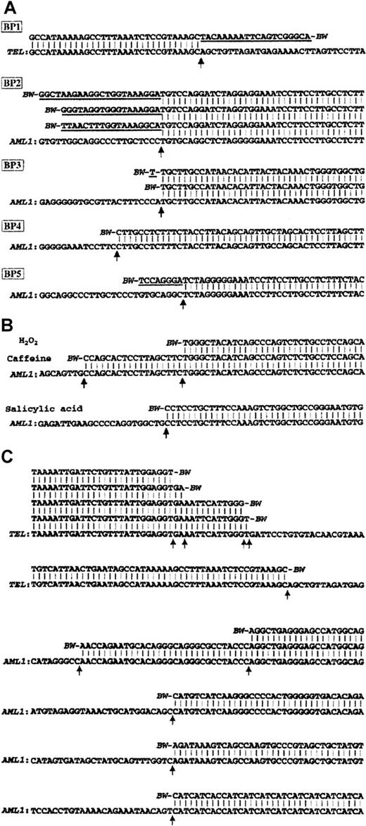 Fig. 3. Nucleotide sequences of DSB ends of the. / TEL and AML1 genes. (A) Nucleotide sequences of DNA break ends of the TEL andAML1 genes obtained from the RS4;11 or TS-2 cell line. BW1 represents the sequence of BW linker connected to each DNA break end. Underlined letters indicate nontemplated nucleotide inserts between BW linker and DNA break ends with no homology to germline sequence. Arrows indicate the breakpoint of genomic sequence observed in DSBs. One identical breakpoint in intron 5 of TEL gene and 4 different breakpoints in intron 1 of AML1 gene were isolated. (B) Nucleotide sequences of DSB ends of AML1 gene obtained from EB-LCL induced by chemical agents. (C) Nucleotide sequences of DSB ends of the TEL and AML1 gene obtained from cord blood samples after 24 hours of serum starvation.