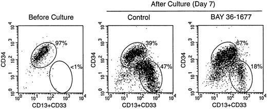 Fig. 6. Effect of BAY 36-1677 (25 ng/mL) on stroma-supported cultures of normal CD34+ cells from cord blood. / At the beginning of the culture (left panel), most cells had high CD34 expression. After 7 days of culture, maturing myeloid cells with CD13 and CD33 expression and low or absent CD34 appeared (center and right panels). The number of cells recovered in cultures with and without the variant IL-4 was identical, but immature cells with high CD34 expression were predominant with BAY 36-1677.