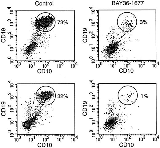 Fig. 7. BAY 36-1677 confers a growth advantage to normal hematopoietic cells. / Normal CD34+ cells were mixed with leukemic KOPN57bi cells (20%, top; 5%, bottom) and cultures for 7 days on stroma. Flow cytometric density plots illustrate that in control cultures (left panels), proportions of ALL cells (identified by their high CD19 and CD10 expression; circles) increased, whereas these decreased in the presence of BAY 36-1677 (25 ng/mL; right panels).