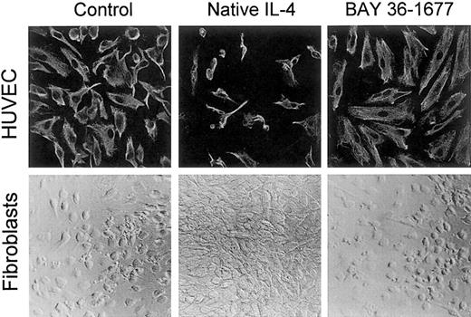 Fig. 8. BAY 36-1677 does not affect the growth of endothelial cells and fibroblasts. / Native IL-4 and BAY 36-1677, both at 100 ng/mL, were added to cultures of HUVECs (top panels) for 1 week and skin fibroblasts (bottom panels) for 3 weeks. HUVECs were labeled with a mixture of antivimentin antibody and actin-binding phalloidin after culture. Native IL-4 impaired the growth of endothelial cells and stimulated fibroblast proliferation.