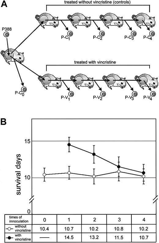 Fig. 1. Effect of vincristine treatment on the life span of mice carrying leukemias. / (A) Experimental design: CD2F1 mice were inoculated with 1.0 × 106 P388 cells, and the same number of cells was transplanted sequentially. Mice in the vincristine treatment group received a 1-mg/kg intraperitoneal dose of vincristine twice, and control mice received saline. We designated the P388 derivatives collected from the abdominal cavity of each successive group of mice as P-C0, P-C1, P-C2, P-C3, and P-C4 (untreated cells) or P-V1, P-V2, P-V3, and P-V4(vincristine-treated cells). These derivatives were used in the following experiments. (B) The life span of mice with (closed circles) or without (open circles) vincristine treatment. Arabic numbers (n = 0, 1, 2, 3, and 4) indicate the number of times that the P388 derivatives were inoculated. Mean survival days are also indicated in the lower box.