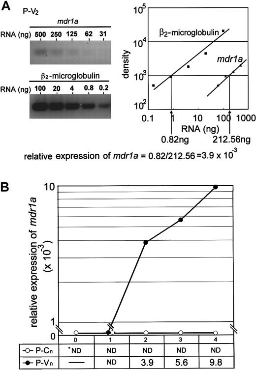 Fig. 2. Expression of the. / mdr1a gene in vincristine-treated leukemia cells. (A) Semiquantitative RT-PCR assay. The left panel shows a representative result of CYBR green staining after electrophoresis of PCR product amplified from P-V2 RT product withmdr1a-specific primers (left panel, upper) pr-1aF and pr-1aR, or β2-microglobulin–specific primers (left panel, lower) pr-mgF and pr-mgR, in a 3% agarose gel. The gel was analyzed with FAS200 and plotted as a graph (right panel: closed squares, β2-microglobulin, and closed triangles,mdr1a). The relative mdr1a expression was obtained from the dilution rate at the exponential range in the right panel and normalized by dividing by the dilution rate of β2-microglobulin. The relative expression ofmdr1a is calculated, for example, as a formula at the bottom. (B) Relative expression of mdr1a in mice. The value of relative expression is presented in the box and plotted as a graph. Closed and open circles indicate the P-V and P-C series, respectively. ND indicates not detected.