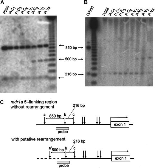 Fig. 4. Southern blot analysis in the promoter region of. / mdr1a. Genomic DNA of each P388 derivative was digested with MspI (A) or HpaII (B) and analyzed by Southern blotting using the PstI-digested 370-bp fragment as a probe (░, C). The physical maps of the mdr1a5′-flanking region without rearrangement (upper) and with putative rearrangement (lower) are presented in panel C. The open box and horizontal arrow correspond to mdr1a exon-1 and its transcriptional direction, respectively. Vertical arrows indicateMspI/HpaII sites. In the lower map the broken line represents the putative rearranged DNA, and the expectedMspI/HpaII site is indicated as site a′. The restriction patterns of HpaII suggested that site a was hypermethylated, and both sites b and c were hypomethylated.