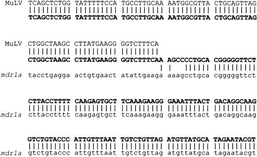 Fig. 5. Junction sequence of MuLV–. / mdr1a rearrangement. The sequence of the top row (plain capital letters) represents the complementary sequence of MuLV LTR. The middle row (bold capital letters) and bottom row (small letters) represent the rearranged sequence in this study and themdr1a promoter region, respectively. Vertical lines indicate the alignments between sequences.