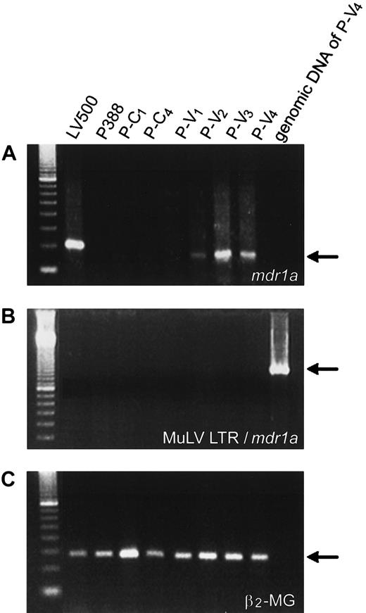 Fig. 6. Characterization of. / mdr1a transcripts by RT-PCR. The mdr1a(A), MuLV-mdr1a hybrid (B), and β2-microglobulin mRNA (C) were amplified by RT-PCR using primer pairs pr-1a3′F and pr-1a3′R, pr-lyr/1aF and pr-ltr/1aR, and pr-mgF and pr-mgR, respectively.
