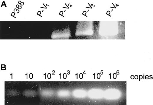 Fig. 8. Detection of rearranged sequence among P388 derivatives. / PCR was performed using 10 μg genomic DNA of (A) P388 derivatives or (B) L cells containing serially diluted rearranged sequence from 106 copies to one copy. Primer pairs corresponding to the MuLV-mdr1a rearranged sequence (pr-ltr/m1aF and pr-ltr/m1aR) were used.