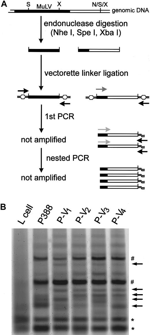 Fig. 9. Detection of the altered distribution of proviral MuLV during vincristine treatment. / (A) Schematic representation of the vectorette PCR strategy. The filled and open bars represent the MuLV proviral genome and mouse genomic DNA, respectively. The black, gray, and light gray arrows correspond to uvp, musp1, and musp2, respectively. The capital letters N, S and X correspond to restriction sites for NheI, SpeI, and XbaI, respectively. Further details are described in “Materials and methods.” (B) Vectorette PCR products separated by 10% acrylamide gel. The arrows indicate P-V–derivative specific bands; the sharp signs, P388- and P-V–derivative specific bands; and the asterisks, P388- and P-V–derivative non-specific bands.