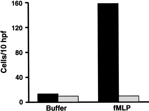 Fig. 3. Chemotaxis of the patient's neutrophils was impaired. / Leukocyte-rich plasma collected from the patient (░) and from an adult control subject (▪) in parallel was placed in modified Boyden chambers and chemotaxis in response to buffer or fMLP (10−8 M) was measured after a 3-hour incubation at 37°C. The number of cells migrating completely through the filter was counted microscopically in 10 randomly selected high-power fields. The samples from the patient and control subjects were assayed in triplicate.