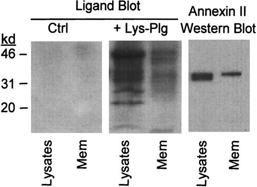 Fig. 2. Identification of plasminogen binding proteins in RAW264.7 macrophage membrane preparation. / For ligand blot, cell lysates and isolated membranes (Mem) were electrophoresed in gradient polyacrylamide gels and transferred to a PVDF membrane. PVDF membranes were blocked and subsequently incubated with buffer alone (Ctrl) or buffer containing 10 μg/mL Lys-plasminogen (+Lys-Plg). Bound plasminogen was visualized using monoclonal antiplasminogen IgG as described in “Materials and methods.” The presence of immunoreactive annexin II in macrophage lysates and isolated membranes was determined by Western blot as described in “Materials and methods.”