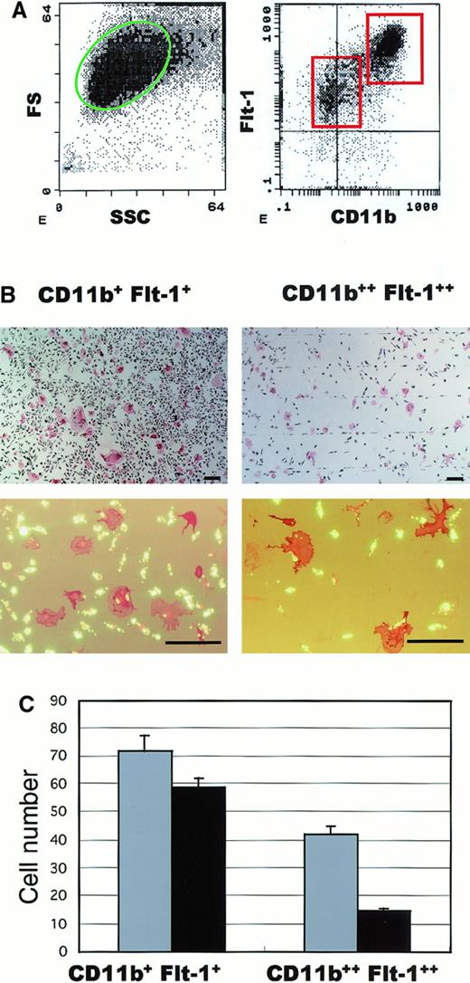 Fig. 6. Precursor cells for multinuclear osteoclasts exist in the Flt-1+CD11b+ cell fraction obtained from CD34+Flt-1− cord blood mononuclear cells. / Flt-1+CD11b+ and Flt-1++CD11b++ cell fractions obtained from CD34+Flt-1− cord blood mononuclear cells after a 2-week incubation (A) were further cultured with M-CSF and ODF/sRANKL cytokines (see “Materials and methods”). Flt-1+CD11b+ cells but not Flt-1++CD11b++ cells (B) efficiently differentiated into multinuclear osteoclasts, which are negative for phagocytic activity but positive for expression of VNR. Scale bar indicates 100 μm in length. The numbers of the multinuclear (▪) and mononuclear (░) osteoclasts started from 3 × 104Flt-1+CD11b+ or Flt-1++CD11b++ cells are indicated in panel C.