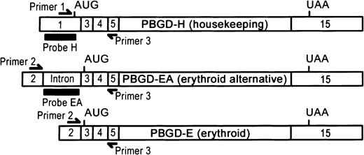 Fig. 1. Structure of human PBGD transcripts. / Probe H: Probe specific for housekeeping PBGD. Probe EA: Probe specific for erythroid alternative PBGD. Relevant exons are shown. AUG and UAA depict start and stop codons, respectively.
