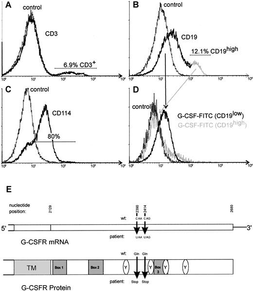 Fig. 2. Analysis of G-CSF receptor in lymphoblasts of the patient. / FACS analysis of the lymphoblasts of the patient. The main population of analyzed cells demonstrated a low-intensity staining for CD19 (B). Minor populations corresponding to nonleukemic T or B cells consisted of CD3+ cells (A) and CD19high cells (B), respectively. Staining of the cells with anti-CD114 (anti–G-CSF receptor) revealed a specific binding on about 80% of the cells (C). Two-color analysis using FITC-labeled G-CSF and CD19-PE revealed a specific binding of FITC–G-CSF on CD19low cells but not on CD19high cells, indicating that the leukemic blast cells of this patient are able to bind G-CSF (D). Schematic structure of the cytoplasmic domain of the G-CSF receptor (G-CSFR) mRNA (E). The nucleotide positions given below indicate the point mutations detected in the patient reported here.