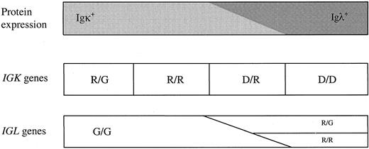 Fig. 2. Schematic diagram of Ig light chain protein expression and Ig light chain gene rearrangements according to the ordered model. / Ig light chain gene rearrangements start with rearrangement of 1IGK allele (R/G) → further IGK gene rearrangements (R/R) → 1 IGK allele deleted (D/R) and occasionally 1 IGL allele rearranged (R/G) → bothIGK alleles deleted (D/D) and 1 or 2 IGLrearrangements (R/G or R/R). Because the ordered rearrangement process is not fully strict, IGK andIGL rearrangements might coexist (in 6% of Igκ+ cases and in 12% of Igλ+ cases of the presented CBL series). G indicates germline; R, rearrangement; D, deletion.