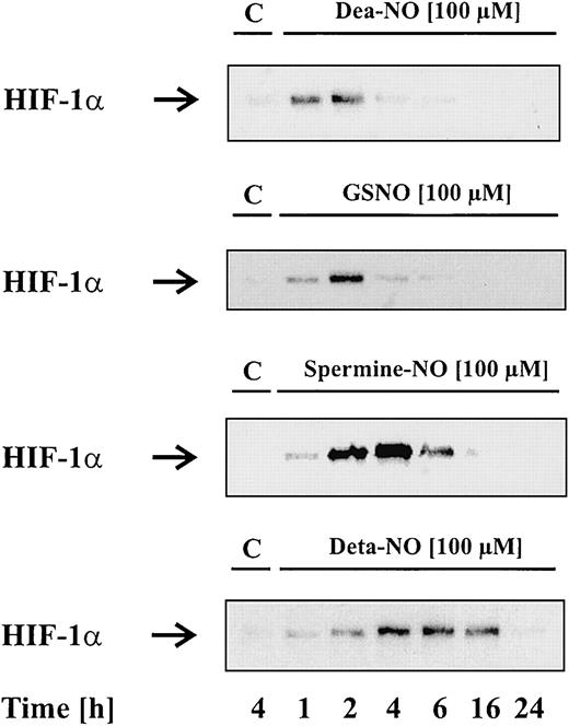 Fig. 1. NO donors induce HIF-1α accumulation. / LLC-PK1 cells were stimulated with 100 μM Dea-NO, GSNO, spermine-NO, Deta-NO, or vehicle for the times indicated. Accumulation of HIF-1α was determined by Western blot analysis as outlined in “Materials and methods.” Blots are representative for at least 3 independent experiments.