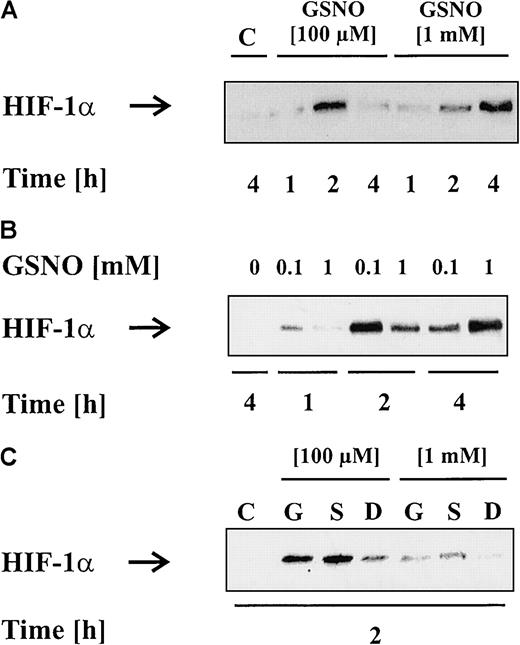 Fig. 2. HIF-1α accumulation patterns induced by low versus high NO donor concentrations. / LLC-PK1 cells were treated with vehicle, 100 μM GSNO, or 1 mM GSNO (A,B). After 1, 2, or 4 hours, HIF-1α accumulation was detected by Western blot analysis. To directly compare HIF-1α accumulation induced by 100 μM or 1 mM GSNO, samples of corresponding time points were loaded next to each other (B). (C) LLC-PK1cells were exposed to 100 μM or 1 mM GSNO (“G”), spermine-NO (“S”), or Dea-NO (“D”) for 2 hours, and HIF-1α accumulation is shown by Western blot analysis. Blots are representative for at least 3 independent experiments.