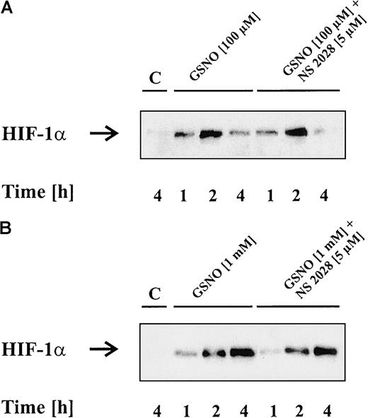 Fig. 3. NO-induced HIF-1α accumulation is unrelated to cGMP action. / LLC-PK1 cells were exposed to 100 μM (A) or 1 mM (B) GSNO in the absence or presence of 5 μM of the guanylyl cyclase inhibitor NS 2028, preincubated for 30 minutes. HIF-1α protein was analyzed after 1, 2, or 4 hours by Western blot analysis. Blots are representative for at least 3 different experiments.