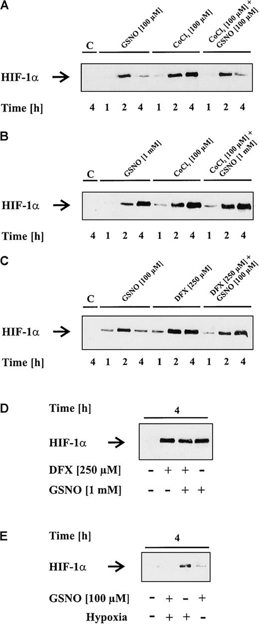 Fig. 4. Impact of NO on CoCl2, DFX, or hypoxia-induced HIF-1α accumulation. / LLC-PK1 cells were stimulated with vehicle, 100 μM (A,C,E) or 1 mM (B,D) GSNO, 100 μM CoCl2 (A,B), 250 μM DFX (C,D), or hypoxia (E), either alone or in different combinations. Cells were lysed and prepared for HIF-1α Western blot analysis after times indicated. Results are representative for at least 5 independent experiments.