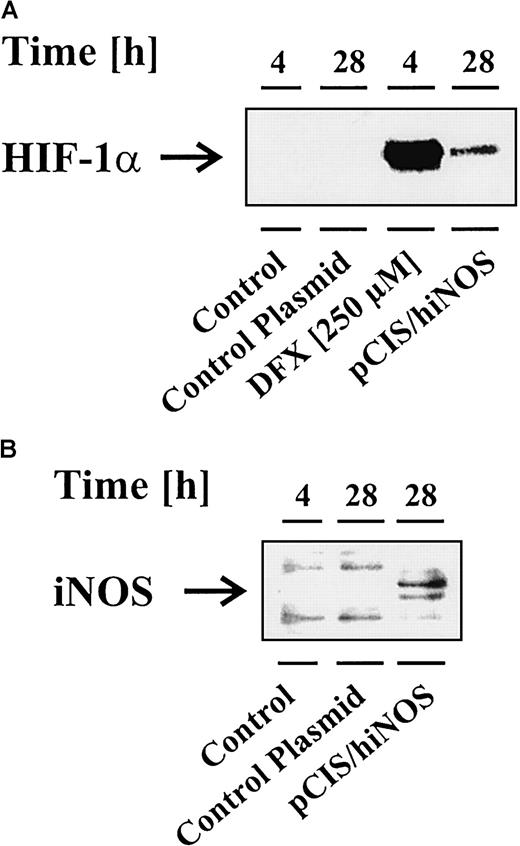 Fig. 5. Overexpression of iNOS promotes HIF-1α accumulation. / LLC-PK1 cells were transfected with the pCIS plasmid containing the human iNOS sequence (pCIS/hiNOS) or a control plasmid as described in “Materials and methods.” Twenty-eight hours after transfection, cells were prepared for Western blots to analyze HIF-1α accumulation (A) and iNOS expression (B). For control reasons, untransfected LLC-PK1 cells were exposed to vehicle (control) or 250 μM DFX for 4 hours. Blots are representative for 3 independent experiments.