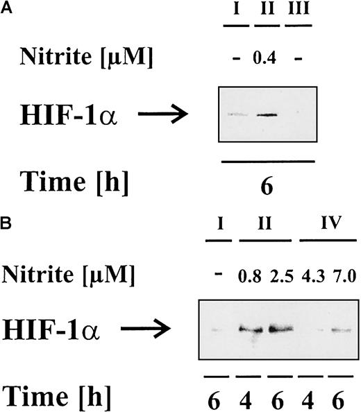 Fig. 6. Activated RAW 264.7 macrophages provoke HIF-1α accumulation in LLC-PK1 cells under coculture conditions. / RAW 264.7 macrophages were stimulated with vehicle (I), 1 μg/mL LPS in combination with 100 U/mL IFN-γ (II), LPS/IFN-γ plus 1 mM L-NAME (III), or LPS/IFN-γ plus 100 μM carboxy-PTIO (IV) for 18 hours. Afterward, macrophages were resuspended in fresh medium as described in “Materials and methods” and added to LLC-PK1 cells in a ratio of 1:1 (A) or 1:2 (B) (LLC-PK1:RAW 264.7). Cells were cocultured for 4 or 6 hours in the absence or presence of 1 mM L-NAME (III) or 100 μM carboxy-PTIO (IV). Cells were prepared for HIF-1α Western blot analysis, while medium was used for nitrite measurements. Results are representative for 3 different experiments.