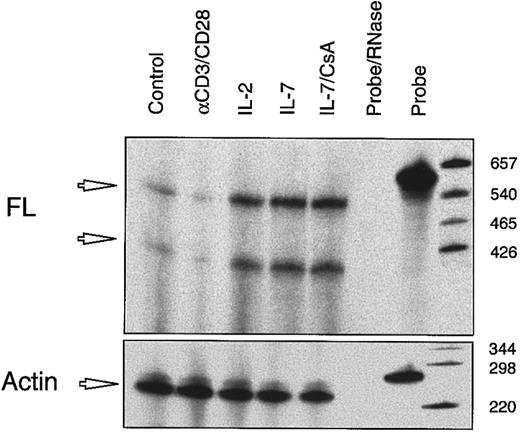 Fig. 3. Expression of FL mRNA in resting and activated T lymphocytes analyzed by an RNase A/T1 protection assay. / Total RNA was extracted from freshly purified resting cells (control) or following 72 hours culture with anti(α)-CD3 and CD28 mAbs, IL-2 or IL-7 (15 ng/mL each), or IL-7 plus CsA (5 μg/mL). RNA was hybridized with an antisense RNA probe complementary to the region encoding the extracellular part of FL (see “Materials and methods”). After digestion of single-stranded RNA with RNase A and T1, RNA fragments were separated by gel electrophoresis and exposed to x-ray film. Probe/RNase indicates digested probe; probe, nondigested probe. Migration of size markers is indicated. The control reaction was carried out with RNA probe complementary to β-actin mRNA. Arrows mark RNA fragments of the expected sizes 357 nt and 517 nt corresponding to positions 68-585 and 68-435 in the alternatively spliced FL mRNAs.28