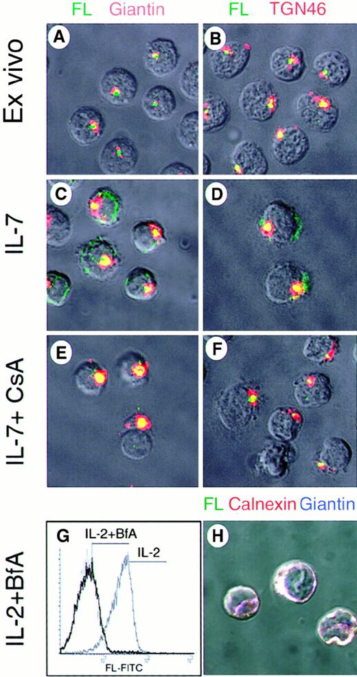 Fig. 6. Intracellular distribution of FL in resting and activated T lymphocytes. / Two-color immunofluorescence confocal microscopy was performed with resting cells (ex vivo, A,B) and cells cultured with IL-7 (C,D), or IL-7 plus CsA (E,F). For culture conditions, see legend to Figure 5. Cells were stained with anti-FL mAb M5 followed by IgG-Cy2 and with Abs against giantin or TGN46 followed by IgG-TexasRed. Images A to F are merged maximum-intensity projections of 20 optical sections; an exact overlap of green FL signals with red signals of giantin or TGN46 is depicted in yellow. FACS (G) and 3-color immunofluorescence confocal microscopy (H) were performed with cells cultured with IL-2 (15 ng/mL) plus BfA (10 μg/mL; added for the last 16 hours of culture). For FACS analysis, mFL was stained with mAb M5 followed by IgG-FITC; mFL expression in IL-2–stimulated cells in the absence of BfA is shown. Dotted line indicates staining with isotype-matched control mAb. For confocal microscopy, cells were stained with anti-FL mAb M5 followed by IgG-Cy2, with antibody against calnexin followed by IgG-Cy3, and with mAb against giantin followed by IgG-Cy5. Colocalization of FL and giantin with calnexin is depicted in white, colocalization of FL with calnexin in yellow, and colocalization of calnexin with giantin in magenta. Image H represents a single section. A detector in the backchannel of the microscope was used for recording differential interference contrast images (A-F and H) of the cells.