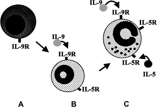 Fig. 8. A model for the modulatory effects of IL-9 on eosinophilopoiesis. / IL-9 may increase susceptibility of noncommitted bone marrow precursor cells (A) to IL-5, thereby enhancing maturation of committed eos precursors (B) and facilitating IL-5–dependent eos functions (C).