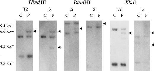 Fig. 1. Identification of t(9;12)(q22;p12). / Southern blot analysis of the patient's genomic DNA with t(9;12)(q22;p12) (P) and control cell, HL-60 (C). Genomic DNA samples (5μg each) were digested with HindIII,BamHI, and XbaI and hybridized with the TEL cDNA probe T2 (TEL925-1202) and Syk cDNA probe S (Syk738-1112). The arrows indicate the rearranged fragment in each of the digests.