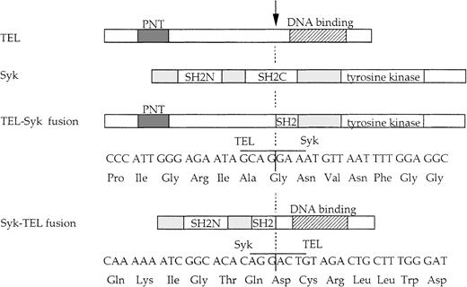 Fig. 2. Schematic representation of the TEL-Syk and Syk-TEL fusion proteins. / The nucleotide and deduced amino acid sequences of the fusion proteins, normal TEL and Syk. The breakpoint, indicated by an arrow, occurs following TEL nt 1033 and Syk nt 993.