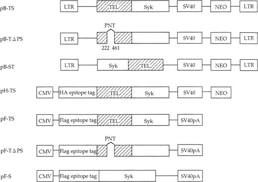 Fig. 5. Schematic representation of constructed Syk, TEL-Syk, Syk-TEL, and deletion mutant TELΔ PNT-Syk (deletion of nt 222-461). / For immunoprecipitation and Western blot, TEL-Syk, TELΔ PNT-Syk, and Syk cDNAs cloned into pFlag (the Flag epitope tagged) and TEL-Syk cDNA into pHM (HA epitope tagged) were used. For high expression in BaF3 cells, TEL-Syk, Syk-TEL, and TELΔ PNT-Syk were cloned into the pBabeNeo construct, a retroviral vector based on a MMLV-expressing neomycin-resistant gene. LTR indicates long-terminal repeat; SV40, SV40 promoter; SV40pA, SV40 polyadenylation signal; and CMV, CMV promoter.