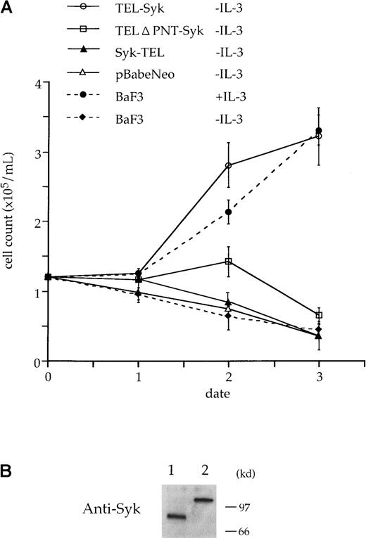 Fig. 6. TEL-Syk transforms BaF3 cells to IL-3 factor independence. / (A) BaF3 cells were infected with pBabeNeo cloned with TEL-Syk, Syk-TEL, and TELΔ PNT-Syk or vector alone and then selected for G418 resistance for 2 weeks. G418-resistant cells were washed in IL-3–free medium and plated in RPMI 1640 with 10% FCS. Viable cells were counted on each day for 5 days. (B) BaF3 cells were infected with pB-TS or pB-TΔ PS, selected, and lysed. Lysates were separated by SDS-PAGE, transferred to PVDF membrane, and incubated with a mAb to Syk. TELΔ PNT-Syk (lane 1) and TEL-Syk (lane 2) proteins were expressed in BaF3 cells.