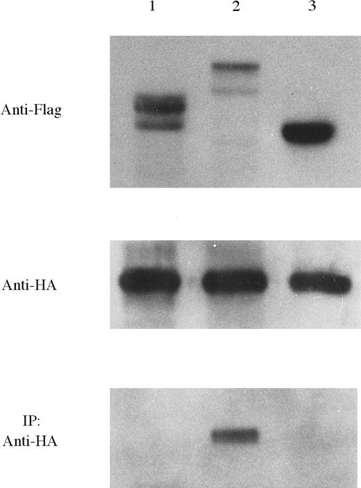 Fig. 8. TEL-Syk dimerized in COS-7 cells that required the PNT domain of TEL. / In immunoprecipitation study, COS-7 cells were cotransfected with each Flag-tagged and HA-tagged constructs: pF-TΔ PS/pH-TS (lane 1), pF-TS/pH-TS (lane 2), and pF-S/pH-TS (lane 3). Lysates were separated by SDS-PAGE, transferred to PVDF membrane, and then probed using anti-Flag mAb. Subsequently, membranes were probed using HRP-conjugated HA mAb. Cells were then lysed and immunoprecipitated with a specific antibody for Flag epitope tag. Immunoprecipitants were then separated by SDS-PAGE, transferred to PVDF membrane, and probed with HRP-conjugated anti-HA mAb.