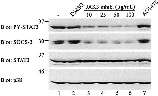 Fig. 5. Inhibition of SOCS-3 expression and STAT3 activation by a JAK3 inhibitor. / MyLa 2000 cells were incubated with the indicated inhibitors for 1 hour at 37°C. The JAK3 inhibitor was used at 10, 25, 50, or 100 μg/mL and AG1478 was used at 200 ng/mL. Both inhibitors were diluted in DMSO and the final DMSO concentration in all samples were 1:400. One sample was treated with DMSO 1:400 alone. The cells were subsequently lysed and whole cell lysates of 1 × 106 cells were subjected to Western blotting with the indicated antibodies.