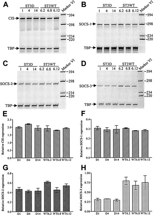 Fig. 6. Decreased SOCS-3 mRNA expression in MyLa 2000 cells stably transfected with dominant negative STAT3. / Total cellular RNA from 3 different ST3D cell lines (ST3D1, ST3D4, and ST3D14) and 3 different ST3WT cell lines (ST3WT6.2, ST3WT6.8, and ST3WT6.12) was subjected to RT-PCR with CIS (A), SOCS-1 (B), SOCS-2 (C), or SOCS-3 (D) specific primers. TBP-specific primers were used as internal standard. (E-H) Band intensities from the gels in panels A to D plus from an additional and independent experiment were quantitated and SOCS expression was calculated relative to TBP expression (shown values are mean + range).