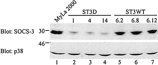 Fig. 7. Decreased SOCS-3 expression in MyLa 2000 cells stably transfected with a dominant negative STAT3. / Whole cell lysates from unstimulated MyLa 2000 or transfected cells (2.5 × 106 cells/sample) were subjected to Western blotting with SOCS-3 or p38 MAP kinase specific antibodies.