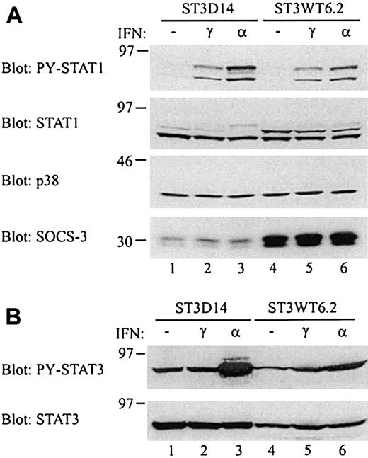 Fig. 8. Increased IFN-α sensitivity in ST3D14 cells. / (A) ST3D14 and ST3WT6.2 cells were stimulated with 100 ng/mL IFN-γ or 5000 U/mL IFN-α for 10 minutes at 37°C. Whole cell lysates from 0.5 × 106 cells were subjected to Western blotting with the indicated antibodies. (B) ST3D14 and ST3WT6.2 cells were stimulated as above. Whole cell lysates from 0.5 × 106 cells (ST3D14) or 0.75 × 106 cells (ST3WT6.2) were subjected to Western blotting with the indicated antibodies.