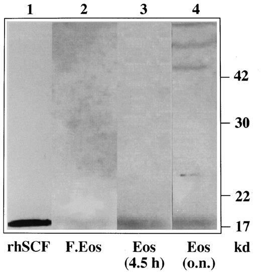 Fig. 2. Eosinophils synthesize SCF. / Lysates were obtained from freshly isolated eosinophils (lane 2) and from eosinophils cultured in enriched medium for 4.5 hours (lane 3) and overnight (lane 4). Recombinant SCF was loaded as a positive control (lane 1). The protein extracts were analyzed on a 12.5% SDS-PAGE gel and blotted. The blot was probed with goat anti-human SCF antibodies followed by incubation with peroxidase-conjugated donkey anti-goat antibodies. The detection was performed by enhanced chemiluminescence.