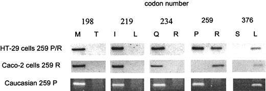 Fig. 1. TC genotyping by ARMS. / See text for full details. The uppercase letters are the amino acid abbreviations (M = methionine, T = threonine, I = isoleucine, L = leucine, Q = glutamine, R = arginine, P = proline, S = serine). The numbers represent the codons where an amino acid substitution has been identified. We detected a polymorphism in codon 259 but not in 198, 219, 234, and 376. In HT-29 cells, proline or arginine are present at 259 whereas, in Caco-2 cells, only arginine is present. A homozygous 259-P Caucasian is also shown.