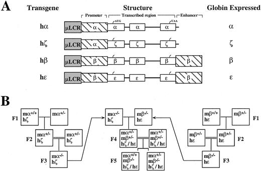 Fig. 1. Generation of transgenic mice expressing high levels of human embryonic and semi-embryonic hemoglobins. / (A) Structures of human transgenes. Exons are depicted as open boxes, with the positions of the translational initiation and termination codons indicated by tick marks. Globin-gene origins of promoter and enhancer elements (cross-hatched) are also indicated. All transgenes were linked to an identical micro β-LCR cassette (shaded).30 The common name for each transgene and the human globin it expresses are indicated to the left and right of the diagram, respectively. (B) Mating strategy for generating mice expressing human Hb Gower-1 (ζ2ε2). Partial globin genotypes of selected mice from 5 generations (F1-F5) are depicted. The strategy facilitates the generation of mice expressing high levels of human Hb ζ2ε2 from progenitors expressing hζ or hε globin or containing heterozygous deletion of their endogenous mα or mβ globin genes. A similar strategy was used to generate mice expressing high levels of human Hbs Gower-2 (α2ε2) and Portland-2 (ζ2β2). m, mouse; h, human; +/+, homozygous; +/−, heterozygous; −/−, nullizygous.