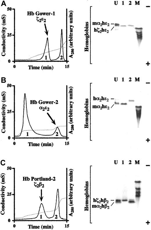 Fig. 2. Purification of human embryonic and semi-embryonic hemoglobins. / (A) Human Hb Gower-1 (ζ2ε2). (Left) Hemolysate prepared from adult mα+/−/mβ−/−/hζ/hε complex transgenic–knockout mice was resolved over a Poros SP/H column using a linear 20 to 120 mM NaCl gradient (pH 6.5). The positions of human Hb ζ2ε2 (peak 1) and contaminant hybrid mouse–human Hb mα2hε2 (peak 2) are indicated (arbitrary A280 units). Eluate conductivity (in mS) is depicted by a gray line. (Right) Aliquots of unfractionated (U) lysate and eluate corresponding to peaks 1 and 2 were resolved by nondenaturing cellulose acetate electrophoresis. A control lane contains a mixture of human Hbs A, F, S, and C. The migration of constituent hemoglobins is indicated to the left, and gel polarity to the right. (B) Human Hb Gower-2 (α2ε2). Resolution of hemolysate from an adult mα+/−/mβ−/−/hα/hε complex transgenic–knockout mouse into human Hb α2ε2 (peak 2) and contaminant hybrid mouse/human Hb mα2hε2 (peak 1) using a nonlinear 60- to 100-mM NaCl gradient (pH 6.8). (C) Human Hb Portland-2 (ζ2β2). Resolution of hemolysate from an adult mα+/−/mβ−/−/hζ/hβ complex transgenic–knockout mouse into human Hb ζ2β2 (peak 1) and contaminant hybrid mouse/human Hb mα2hβ2 (peak 2) using a linear 20- to 80-mM NaCl gradient (pH 6.5).