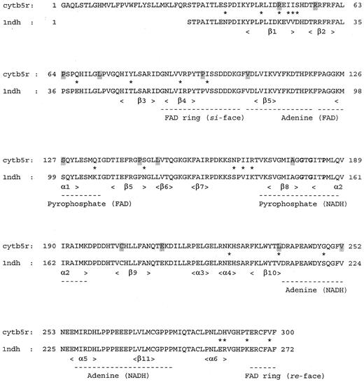 Fig. 3. Sequence alignment of membrane-bound human b5R with the solubilized form of pig liver b5R. / Differences between the human and the pig enzyme are indicated by an asterisk. Secondary structure elements are underlined, the fingerprint sequence for binding the pyrophosphate moiety of NADH56 is depicted in bold, and type I mutated residues are indicated by a shadowed box.