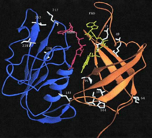 Fig. 4. Ribbon diagram of the 3-dimensional model of the soluble form of human b5R. / The crystal structure of the solubilized form of pig liver b5R11 served as the template. The FAD-binding domain is drawn in orange, the NADPH-binding domain in blue, FAD in yellow, NADPH in red, and the mutated residues giving rise to methemoglobinemia type I in white. The schematic ribbon diagram was generated with RIBBONS.57